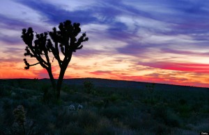 best camping site at joshua tree
 on JOSHUA TREE NATIONAL PARK; California