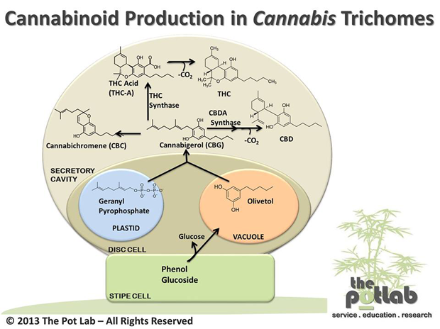 THC-A : Medical Benefits Of THC Without The High And Legal In The ...