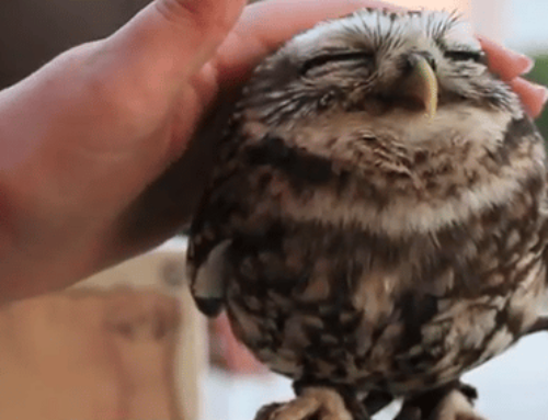 Lovely Owl: Cute/Ridiculous Animal Thing Of The Day (VIDEO)