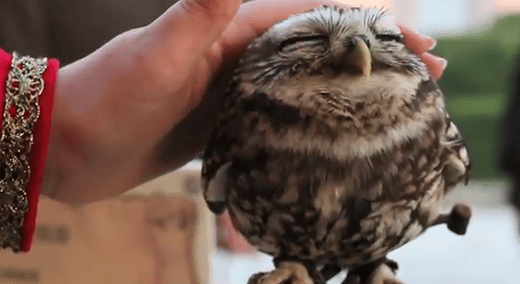 cute owls-awaken