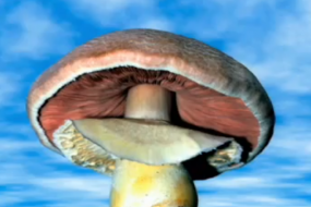 Paul Stamets: 6 ways mushrooms can save the world