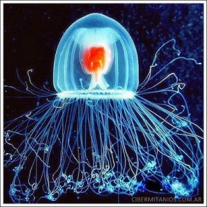  "Immortal" Jellyfish Swarm World's Oceans
