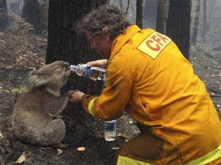 …a badly burned little koala bear who was caught in a horrible flash forest fire and who tried to escape by running across the burning ash, thereby having badly injured burns to his feet. The firefighter found him cowering by a tree stump… 