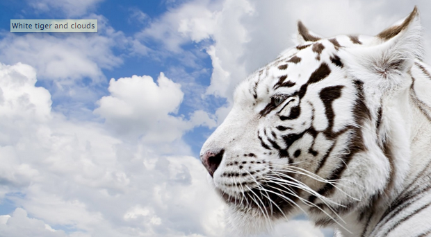 White tiger and clouds awaken