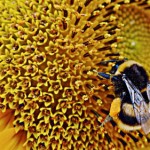 Unraveling-the-Pollinating-Secrets-of-a-Bee’s-Buzz-awaken