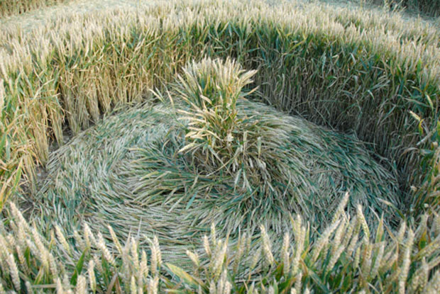 Crop-Circle-Awaken