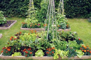 Intensive-Garden-Beds jpg