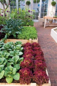 Raised-Beds-Vegetable-Gardening-Awaken