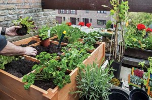 Square-Foot-Urban-Garden-Awaken