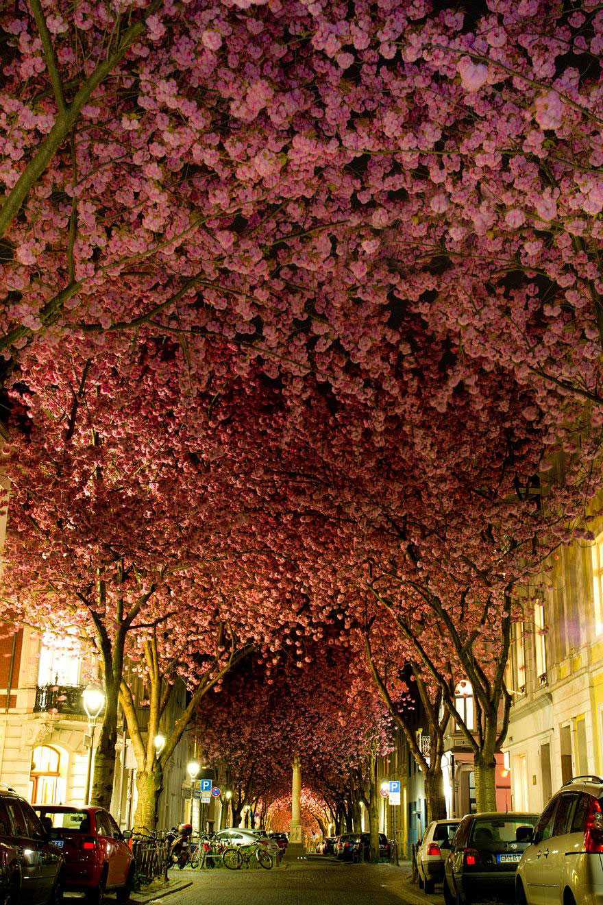 amazing-tree-tunnels-1-(1)