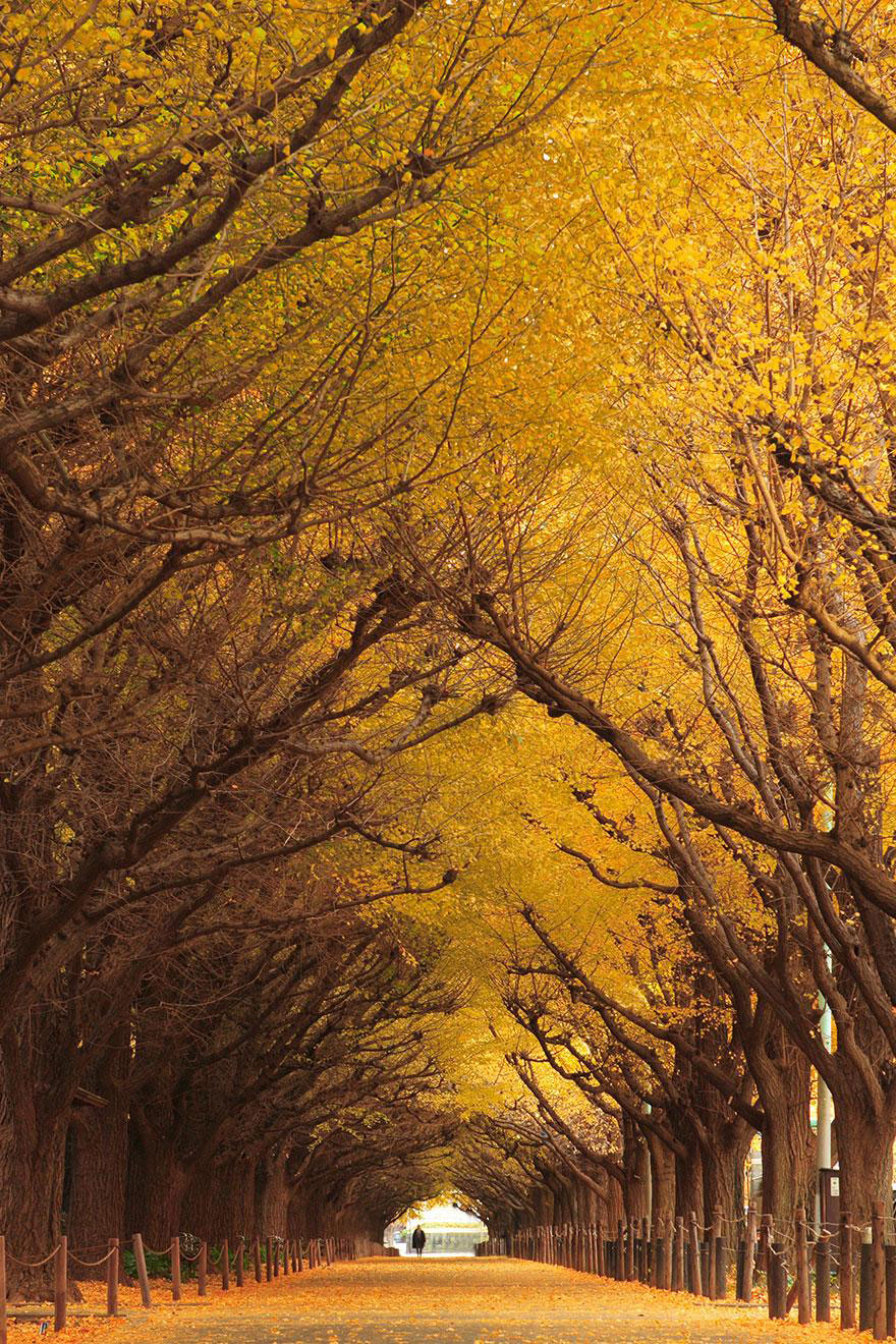 amazing-tree-tunnels-10-(1)