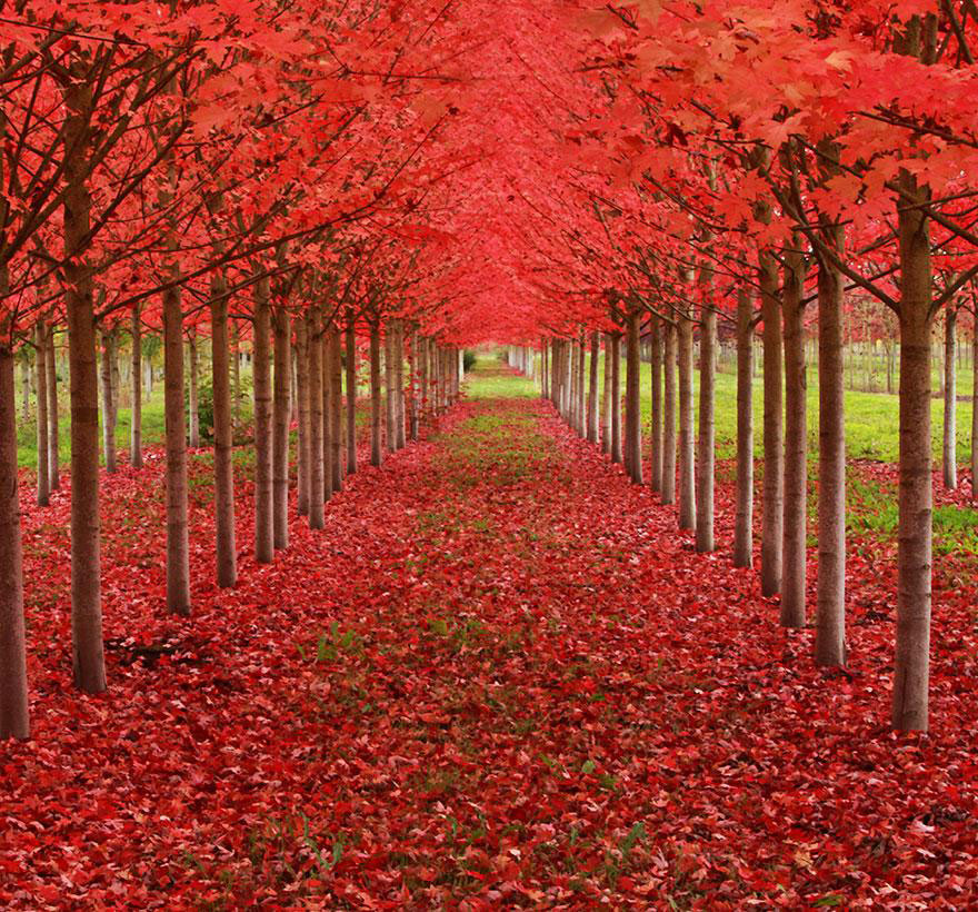 amazing-tree-tunnels-13-(1)