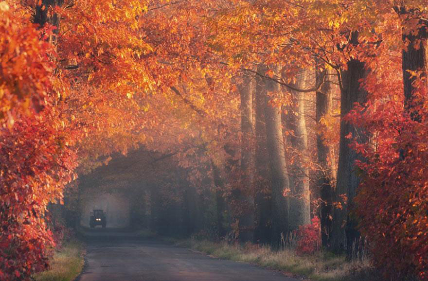 amazing-tree-tunnels-14-(1)