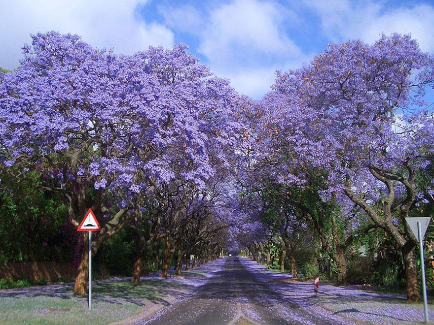 amazing-tree-tunnels-16-(1)