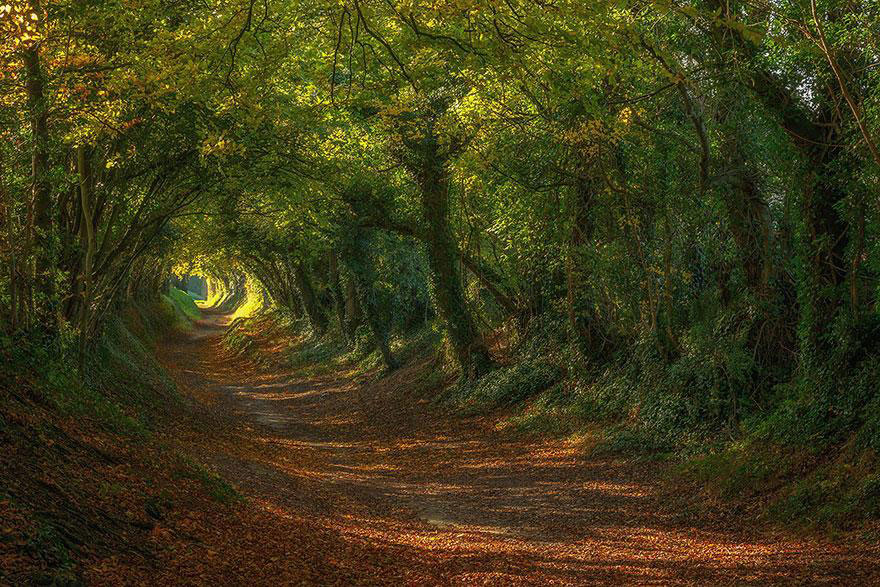 amazing-tree-tunnels-19-(1)