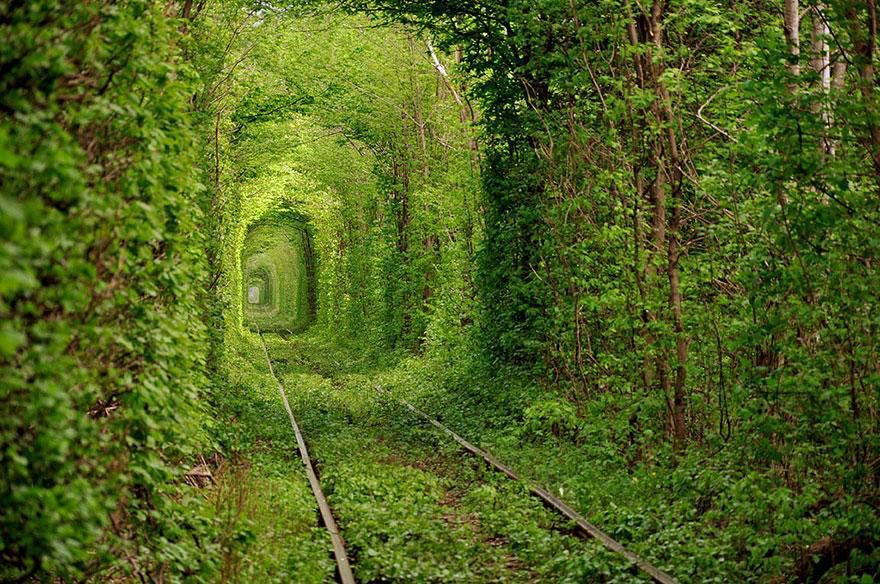 amazing-tree-tunnels-2-1-(1)