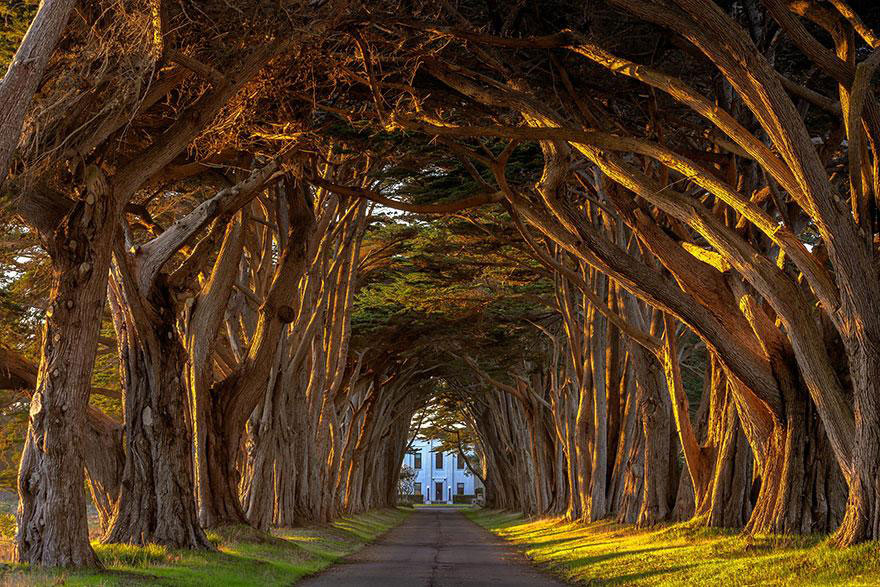 amazing-tree-tunnels-20-(1)