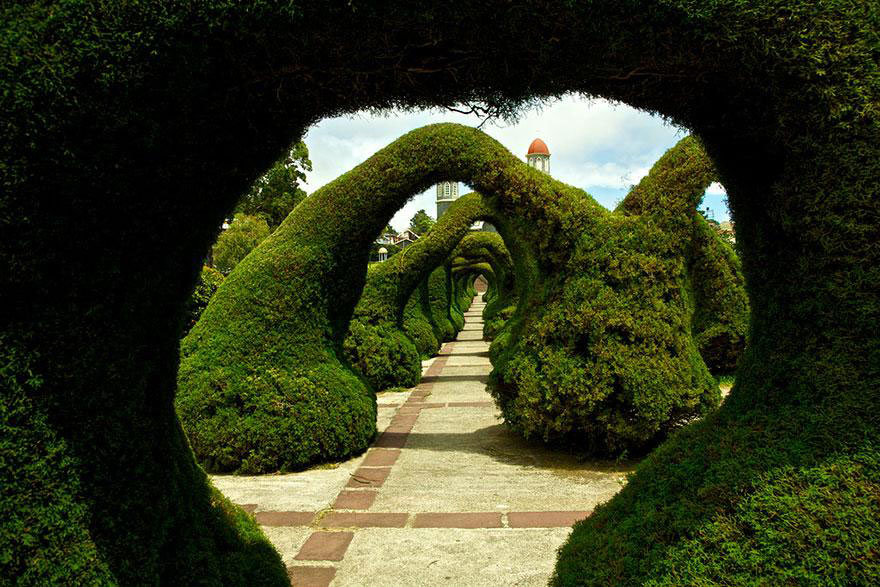 amazing-tree-tunnels-23-(1)