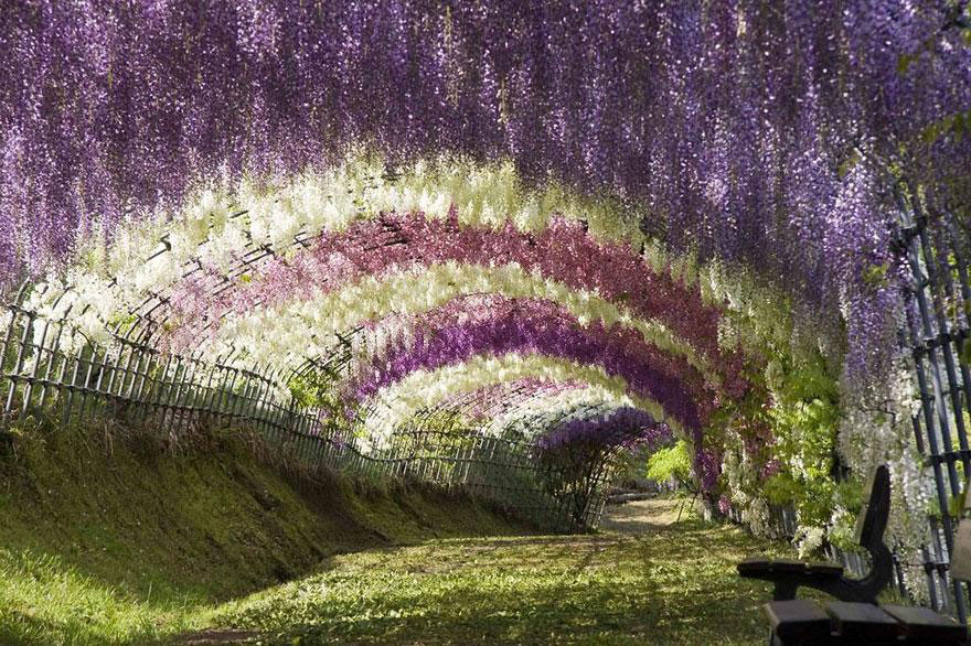 amazing-tree-tunnels-3-1-(1)