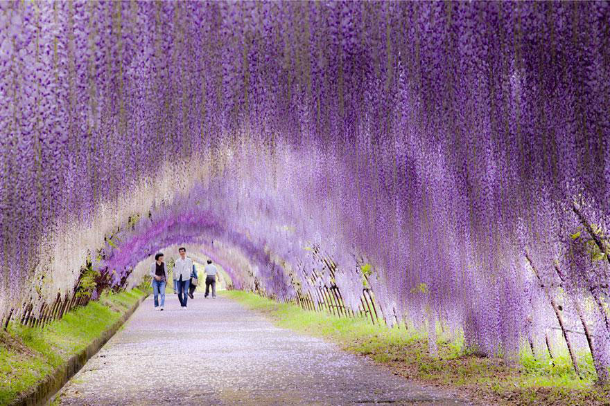 amazing-tree-tunnels-3-2-(1)