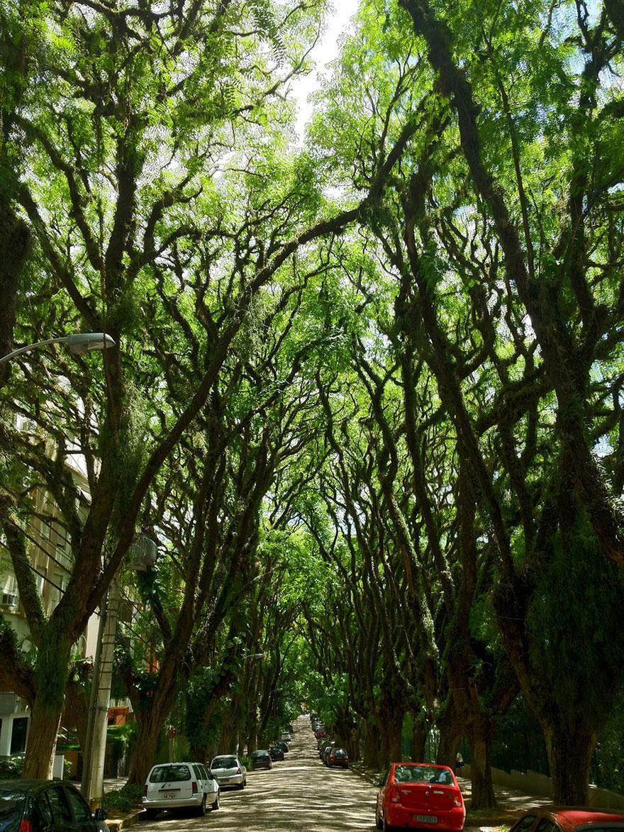 amazing-tree-tunnels-4-1-(1)