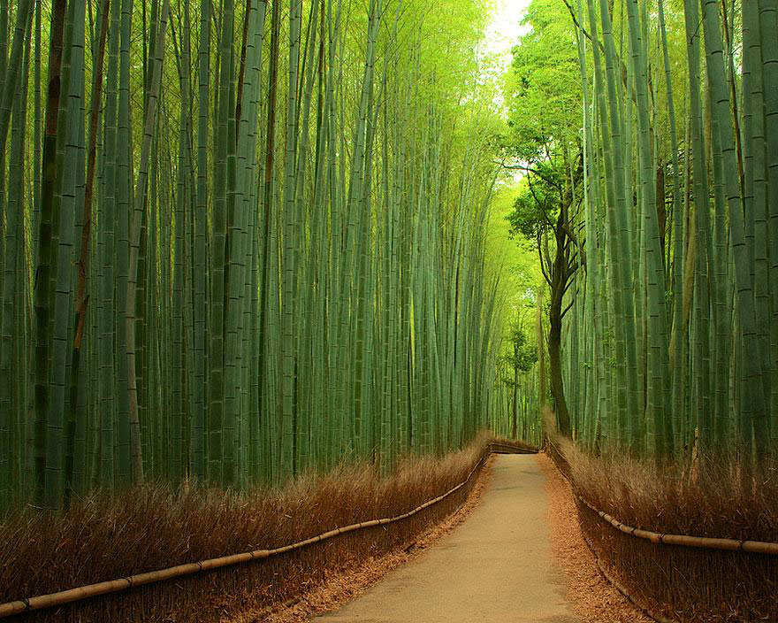 amazing-tree-tunnels-6-(1)