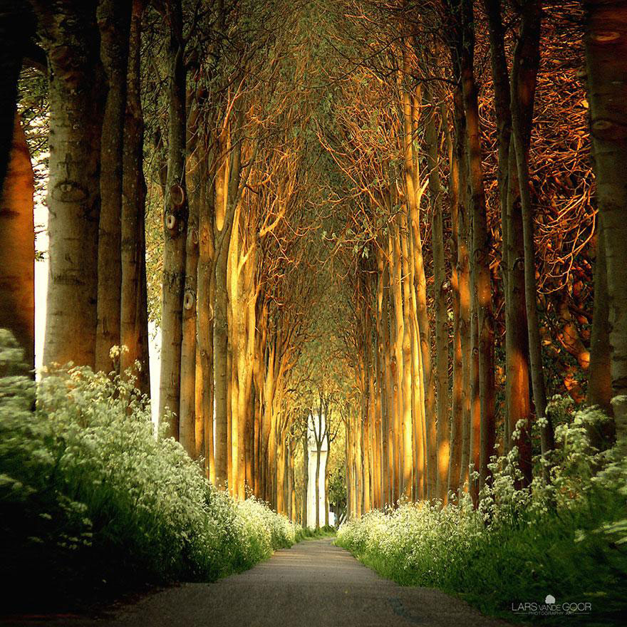 amazing-tree-tunnels-7-(1)