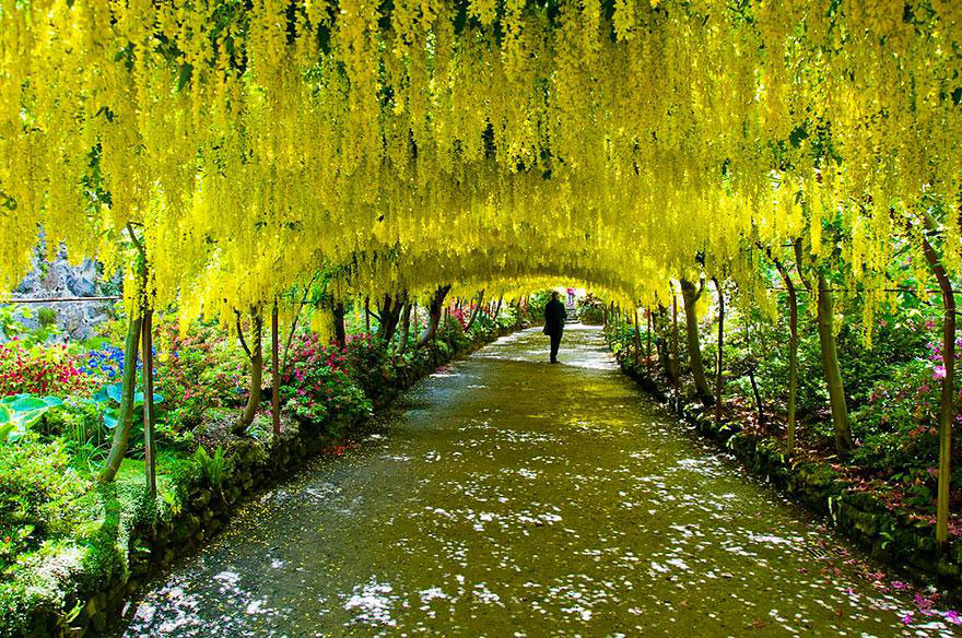 amazing-tree-tunnels-8-(1)