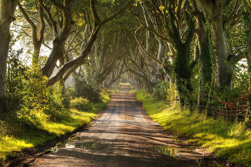 amazing-tree-tunnels-9-2-(1)