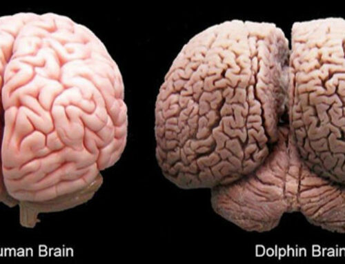 The Cetacean Brain and Hominid Perceptions of Cetacean Intelligence