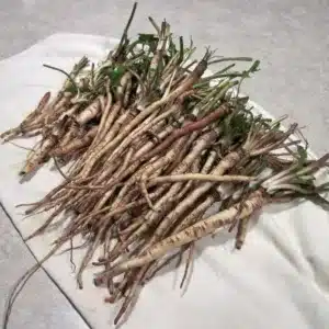 dandelion-roots-awaken