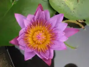 lotus-awaken