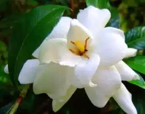 White-Gardenia-awaken.com