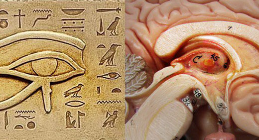The-Power-Of-The-Pineal-Gland-Awaken