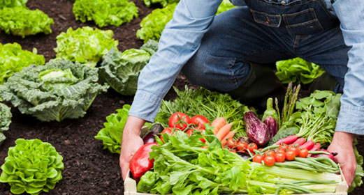 [Study] Organic Farming Is Far More Profitable Than Conventional ...