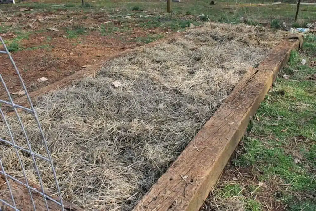 a_raised_bed_covered_with_straw_mulch-awaken