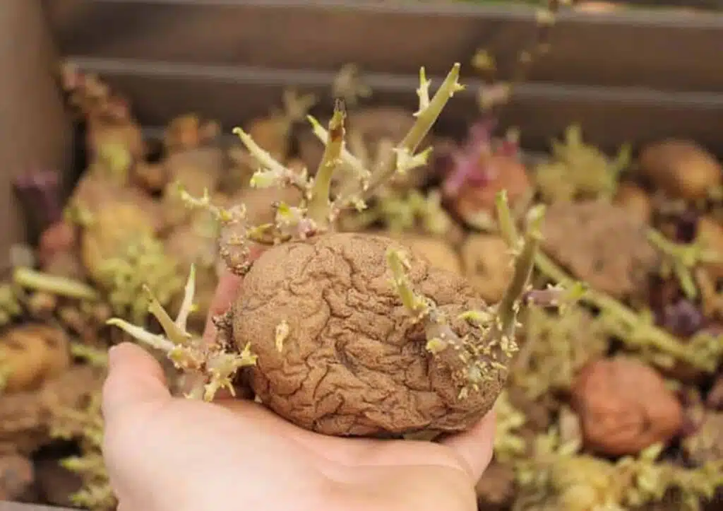 holding-a-seed-potato-in-hand-awaken