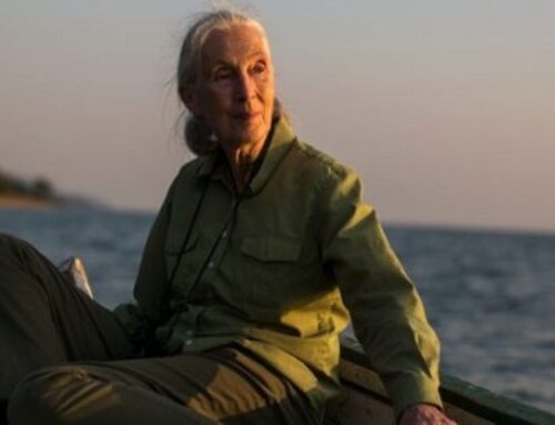 The Native Genius Of Jane Goodall: A Map To Living Our Truth