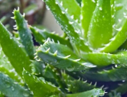 9 Outstanding Benefits Of Aloe Vera For Skin