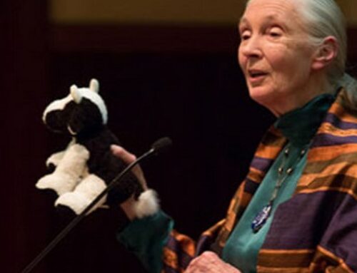 Why I Became A Vegetarian And Why We Should All Eat Less Meat – Jane Goodall