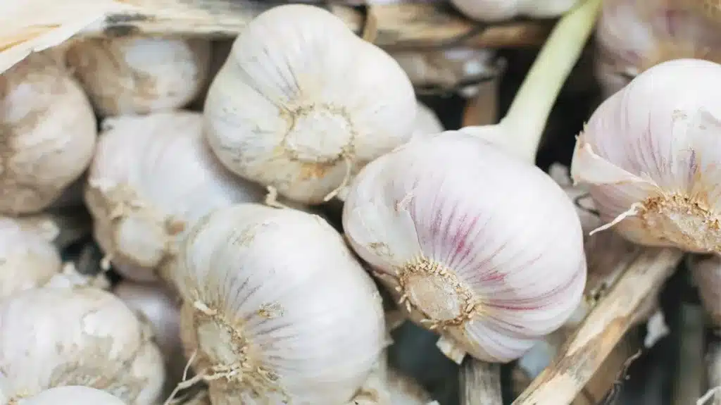 garlic-awaken