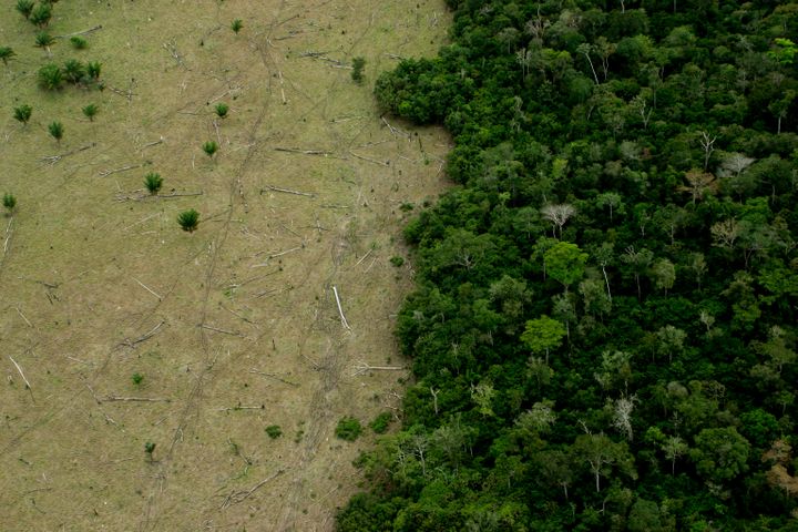 Huge areas of the Amazon are deforested for cattle, timber and other industries.&nbsp;