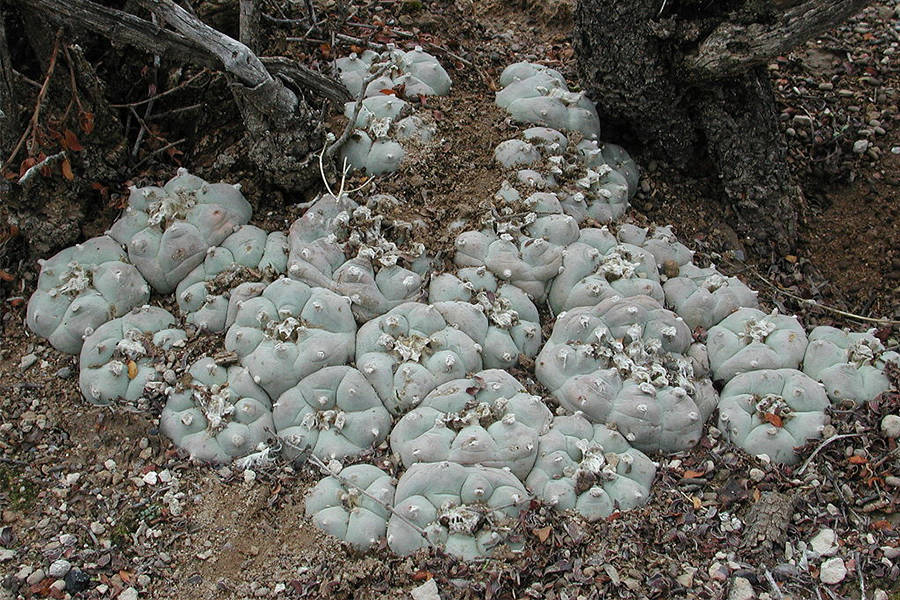 Peyote Plant In The Wild