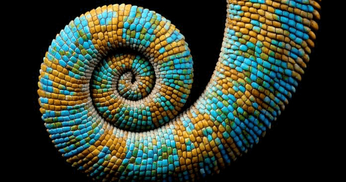 Spiral geometry in nature