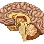 seccion del cerebro con vista lateral