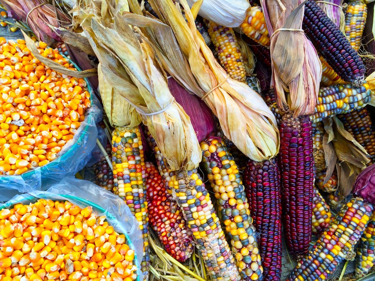 Indian corn