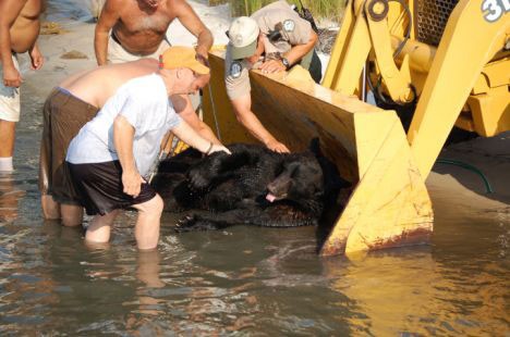 Brave Man Saving Drowning 400-lb Black Bear Is Possibly One Of The Greatest Rescue Stories Ever