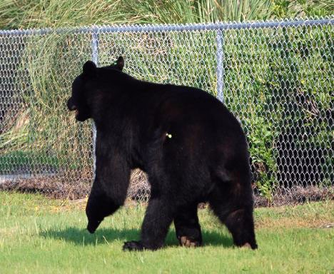 Brave Man Saving Drowning 400-lb Black Bear Is Possibly One Of The Greatest Rescue Stories Ever