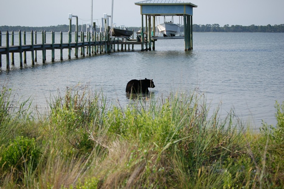 Brave Man Saving Drowning 400-lb Black Bear Is Possibly One Of The Greatest Rescue Stories Ever