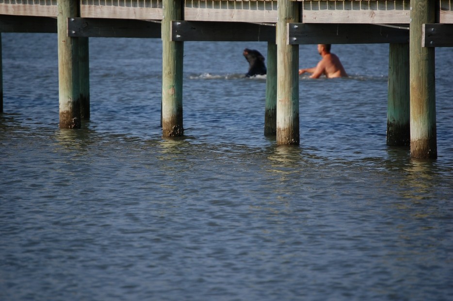 Brave Man Saving Drowning 400-lb Black Bear Is Possibly One Of The Greatest Rescue Stories Ever